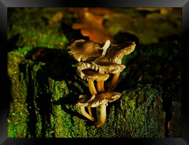 Fungi To Be With (Landscape) Framed Print by Darren Whitehead