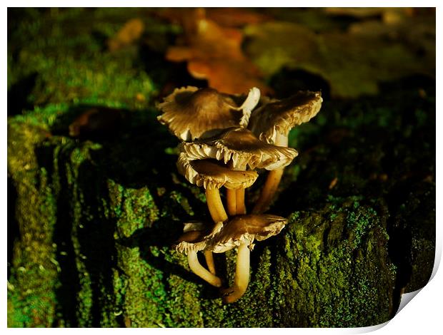 Fungi To Be With (Landscape) Print by Darren Whitehead