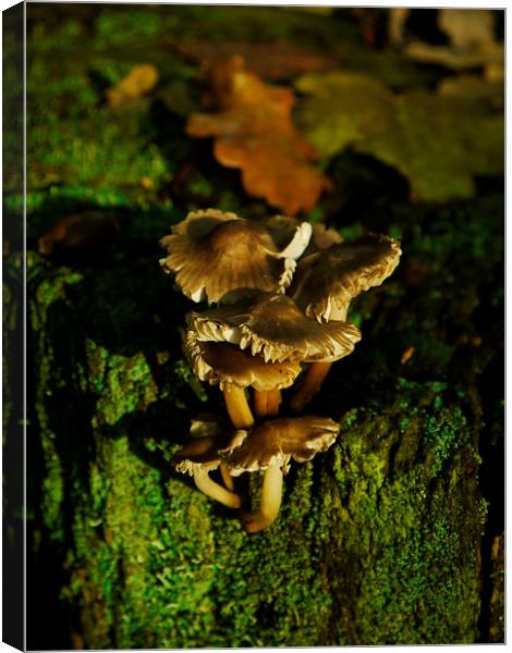 Fungi To Be With (Portrait) Canvas Print by Darren Whitehead