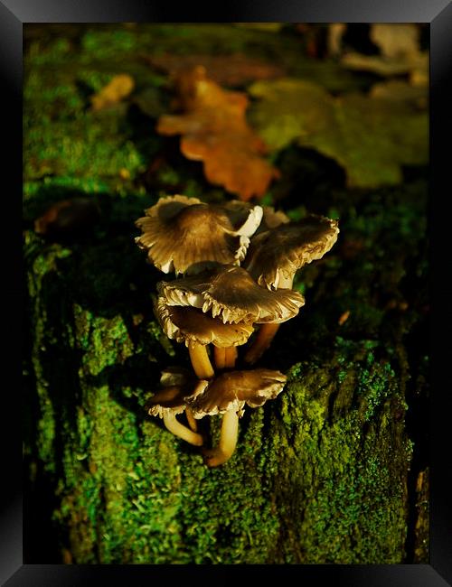 Fungi To Be With (Portrait) Framed Print by Darren Whitehead
