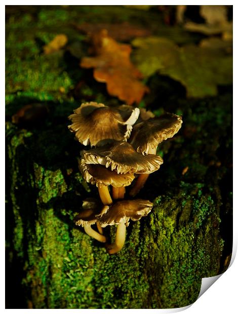 Fungi To Be With (Portrait) Print by Darren Whitehead