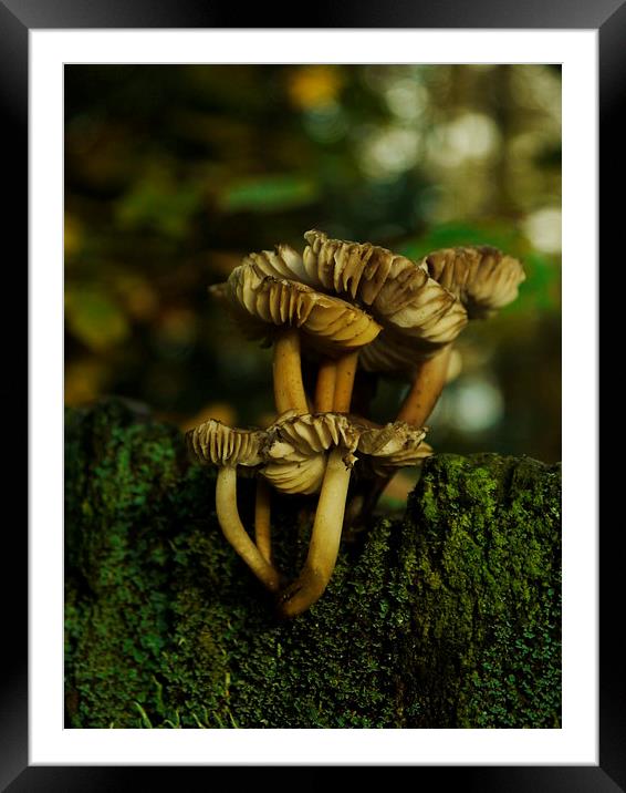 Fungi To Be With 2 Framed Mounted Print by Darren Whitehead