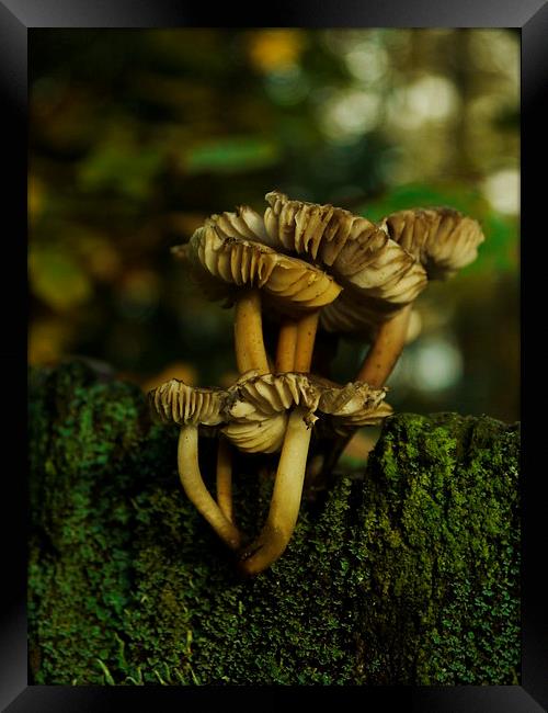 Fungi To Be With 2 Framed Print by Darren Whitehead