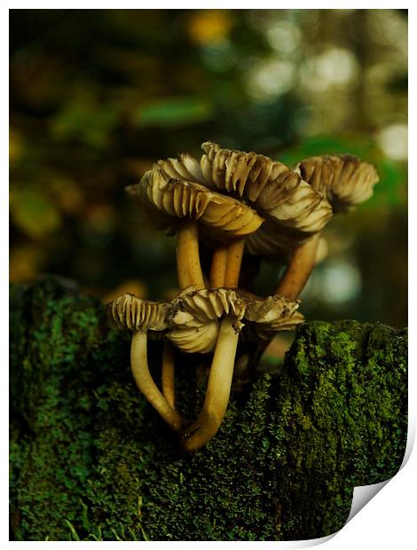 Fungi To Be With 2 Print by Darren Whitehead