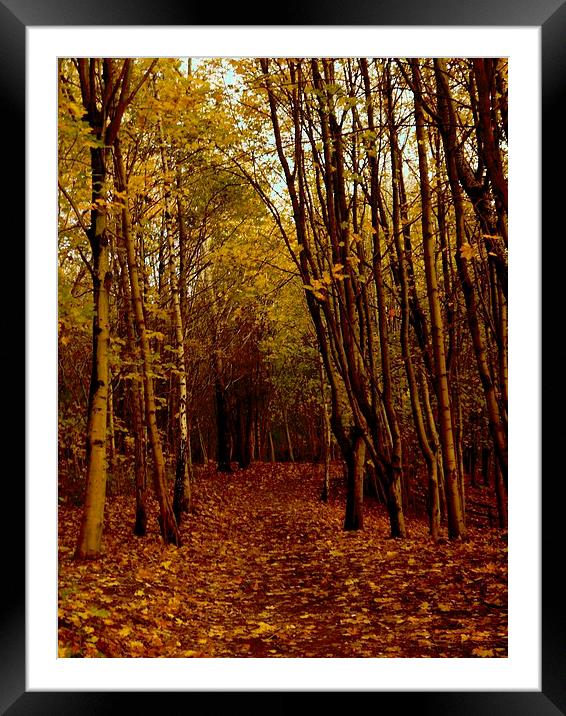 Autumnal Pathway Framed Mounted Print by Darren Whitehead