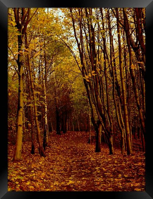 Autumnal Pathway Framed Print by Darren Whitehead