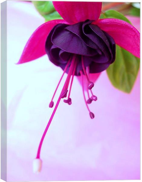 Fuchsia Flower Canvas Print by james richmond