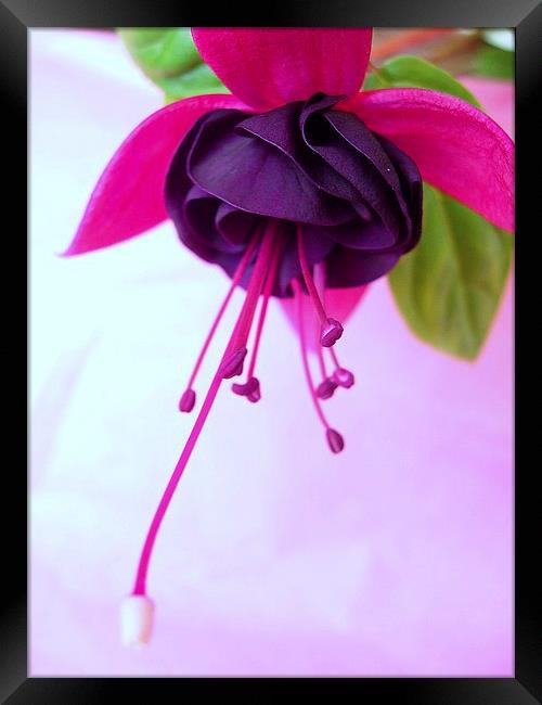 Fuchsia Flower Framed Print by james richmond