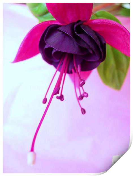 Fuchsia Flower Print by james richmond