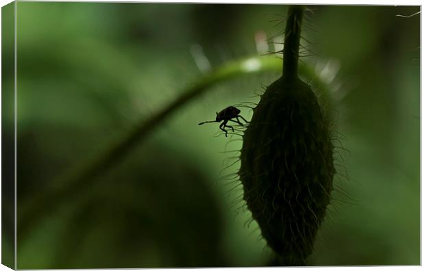 Shield bug silhouette Canvas Print by Brian Fry