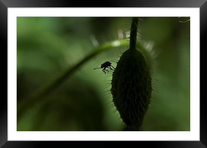 Shield bug silhouette Framed Mounted Print by Brian Fry