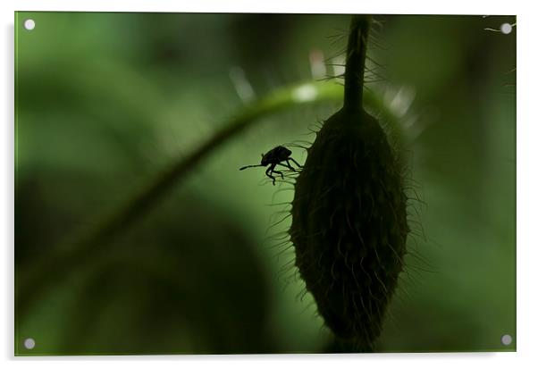 Shield bug silhouette Acrylic by Brian Fry