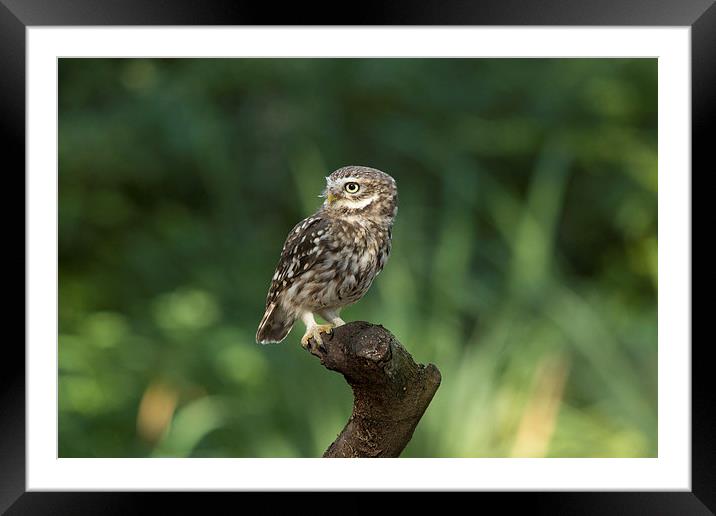 Burrowing owl Framed Mounted Print by Mark Lattimer-hedley
