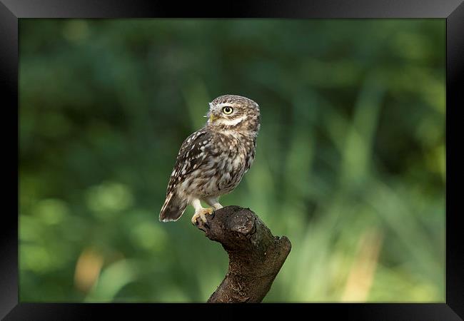 Burrowing owl Framed Print by Mark Lattimer-hedley