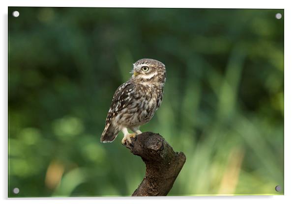 Burrowing owl Acrylic by Mark Lattimer-hedley