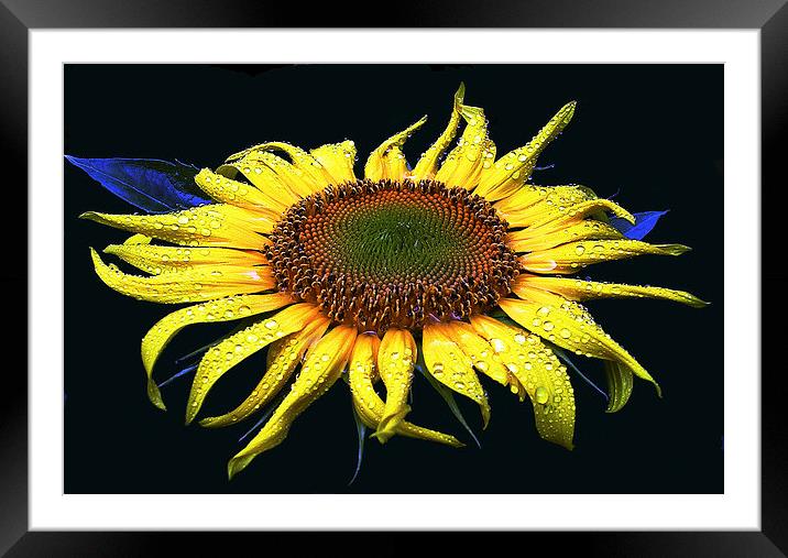 Dew Laden Sunflower Framed Mounted Print by james balzano, jr.
