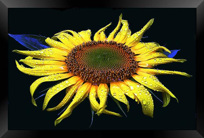 Dew Laden Sunflower Framed Print by james balzano, jr.