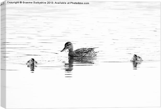 Duck & Ducklings Canvas Print by Graeme Darbyshire