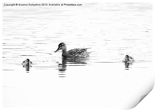 Duck & Ducklings Print by Graeme Darbyshire