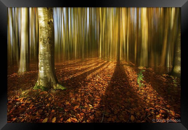 Autumn beech blur Framed Print by Izzy Standbridge