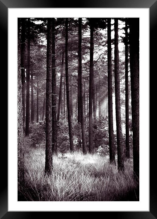 dark forest Framed Mounted Print by Jo Beerens