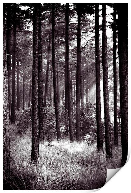 dark forest Print by Jo Beerens