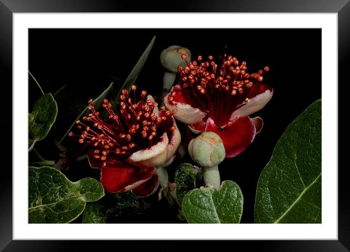 New Zealand Christmas Bush Framed Mounted Print by Graham Palmer