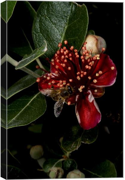 Christmas Bush With Bee Canvas Print by Graham Palmer