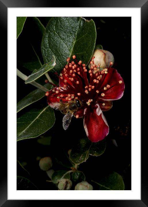 Christmas Bush With Bee Framed Mounted Print by Graham Palmer