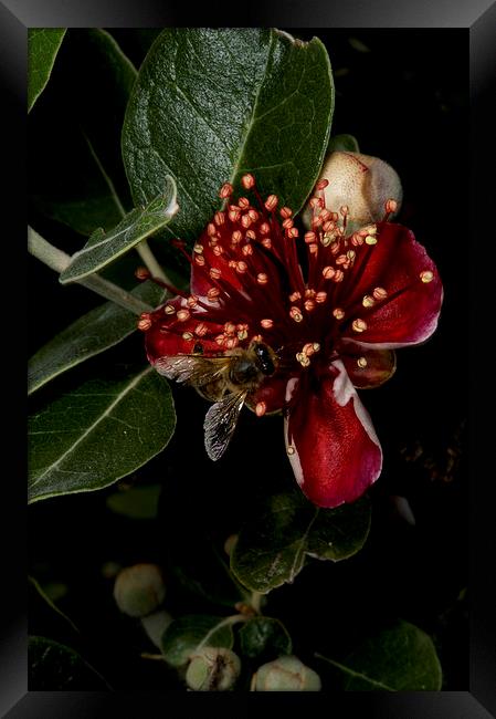 Christmas Bush With Bee Framed Print by Graham Palmer
