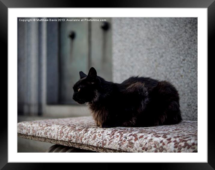 Black Cat Framed Mounted Print by Matthew Davis