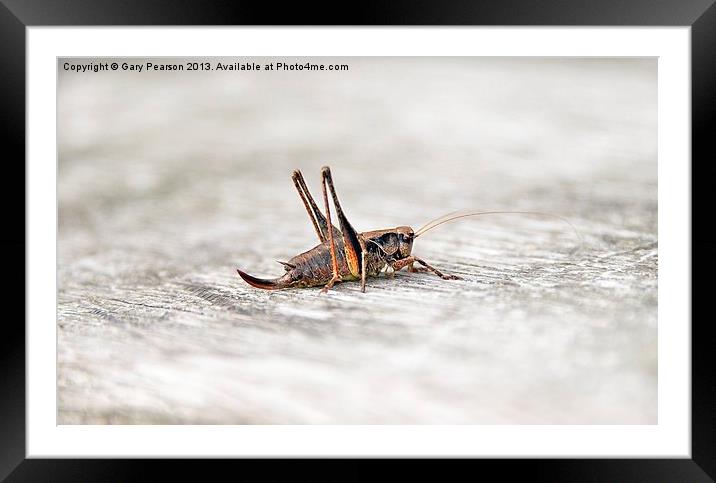 Anyone for cricket? Framed Mounted Print by Gary Pearson