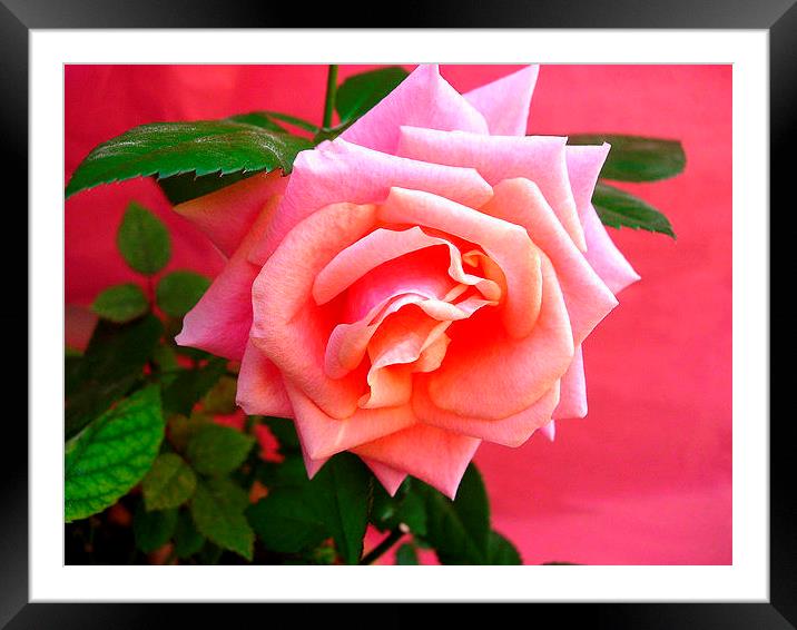 A Rose for Christmas Framed Mounted Print by james richmond