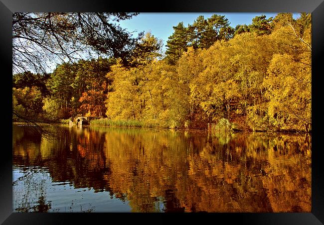 Autumn at Stockgrove Framed Print by graham young