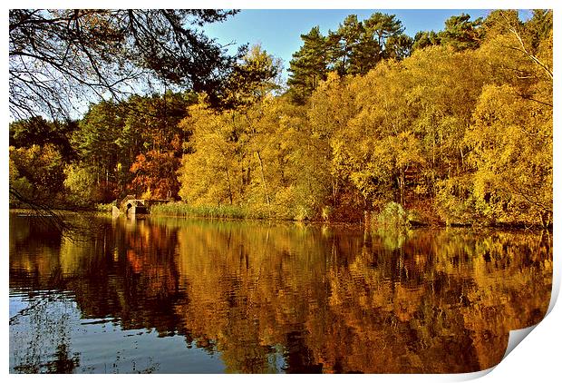 Autumn at Stockgrove Print by graham young