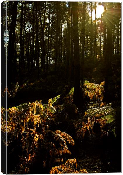 Into The Dark Woods Canvas Print by graham young