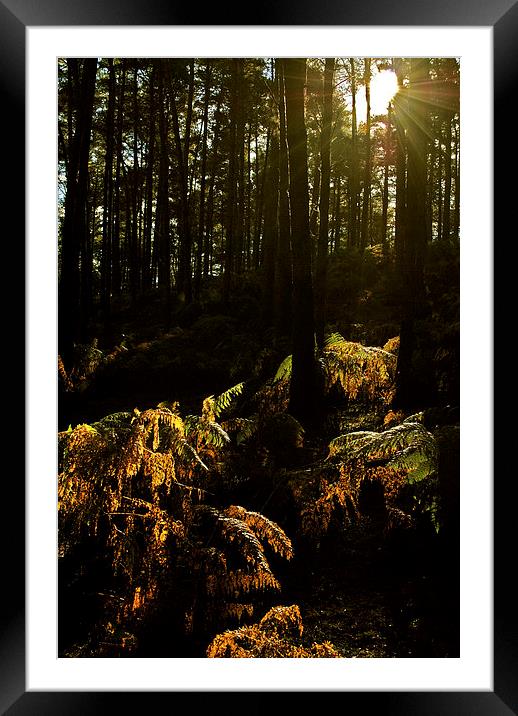 Into The Dark Woods Framed Mounted Print by graham young