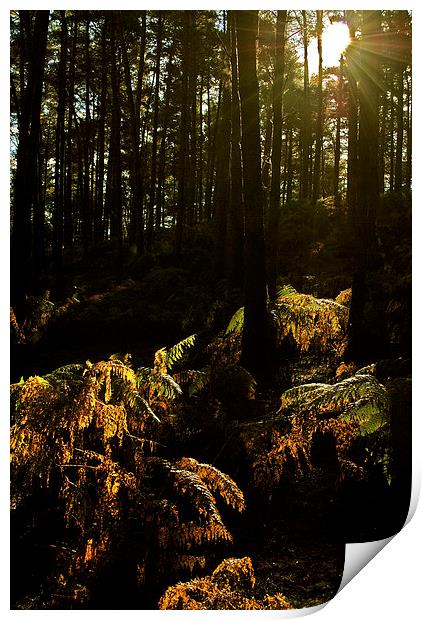 Into The Dark Woods Print by graham young