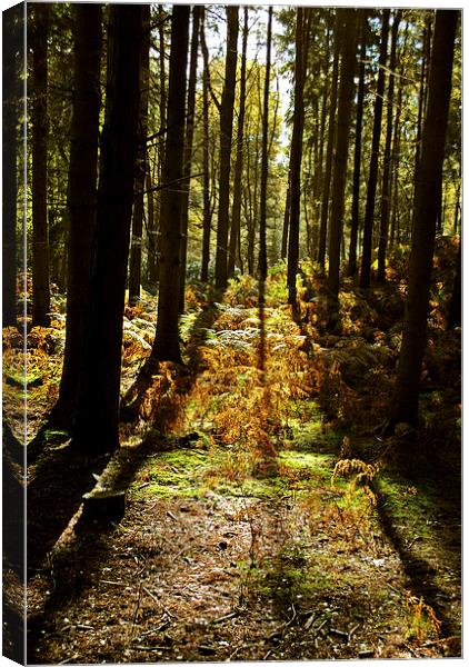 Autumn at Rushmere Canvas Print by graham young
