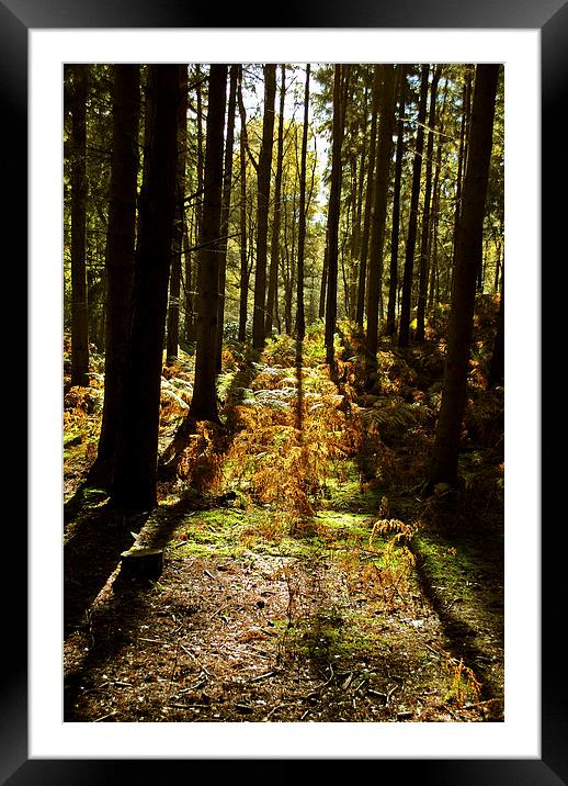 Autumn at Rushmere Framed Mounted Print by graham young