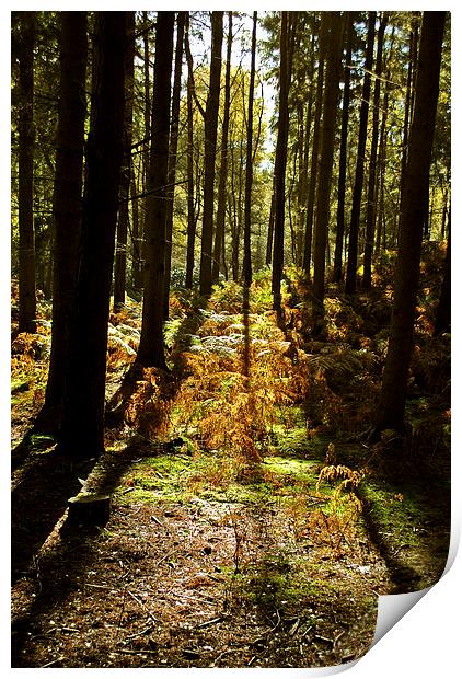 Autumn at Rushmere Print by graham young