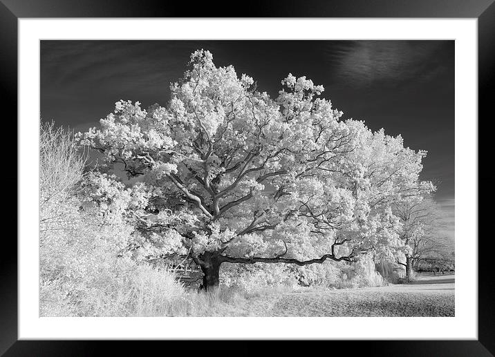 Magnificent Arborial Arms Framed Mounted Print by Stuart Thomas
