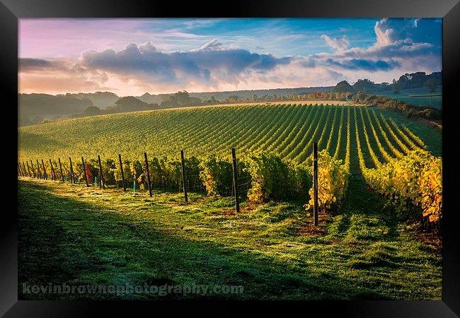 Sunrise over a Hampshire vineyard Framed Print by Kevin Browne