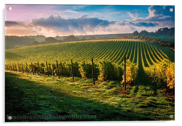 Sunrise over a Hampshire vineyard Acrylic by Kevin Browne
