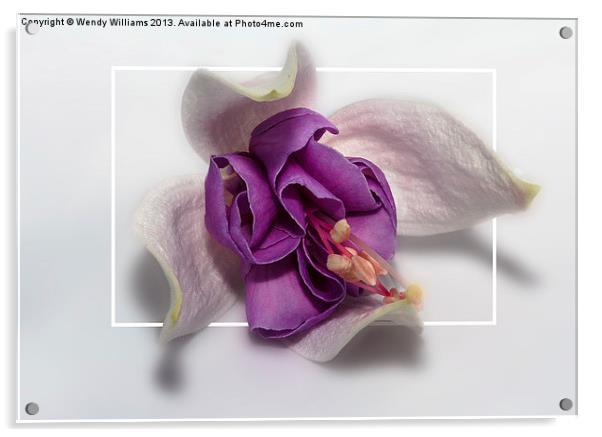 Fuchsia Acrylic by Wendy Williams CPAGB