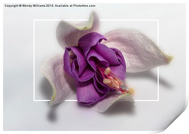 Fuchsia Print by Wendy Williams CPAGB