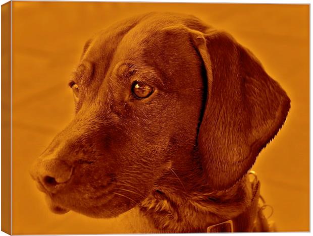 Amber the Vizsla dog Canvas Print by Sue Bottomley