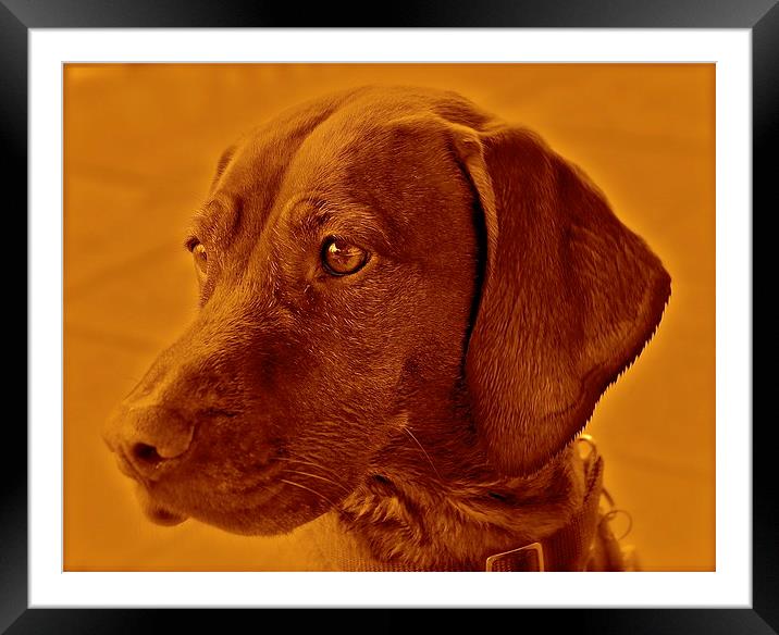Amber the Vizsla dog Framed Mounted Print by Sue Bottomley