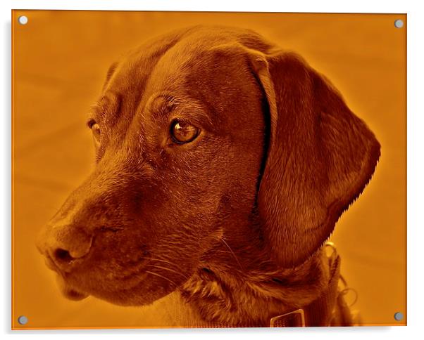Amber the Vizsla dog Acrylic by Sue Bottomley