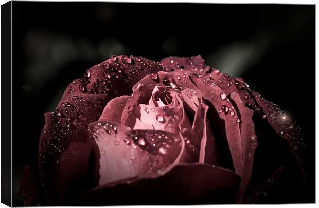 Sparkling Rose in the storm Canvas Print by Gabriela Wernicke-Marfo
